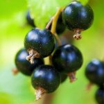 Ppinires naudet - cassissier 'andega' (ribes nigrum 'andega')