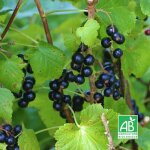 Ppinires naudet - cassissier 'royal de naples' bio (ribes nigrum 'royal de naples')