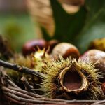 P�pini�res naudet - ch�taignier commun (castanea sativa)