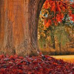 P�pini�res naudet ? ch�ne rouge d'am�rique ? arbre forestier caduc ? hauteur � maturit� sup�rieure � ...