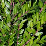 Ppinires naudet - chvrefeuille  cupule (lonicera pileata)
