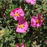 P�pini�res naudet ? ciste pourpre ? arbuste persistant 1m - 2m ? fleurs rose fonc� en printemps ? r�sistance ...