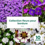 P�pini�res naudet ? lot de 10 vivaces tapis de fleurs pour bordure ? exposition ensoleill�e ? p�riode ...