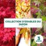 Collection de 3 erables du japon