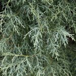 Cypr�s de l'arizona (cupressus arizonica)