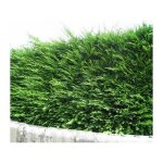 Ppinires naudet - cyprs de leyland (cupressocyparis leylandii)