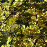 P�pini�res naudet - rable sycomore (acer pseudoplatanus)