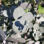 P�pini�res naudet ? eucalyptus gunnii ? arbre ornemental � feuillage persistant argent� ? croissance ...