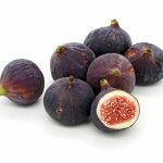 Ppinires naudet - figuier carica (ficus carica)