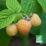 P�pini�res naudet - framboisier 'sucr�e de metz' bio (rubus idaeus 'sucr�e de metz')