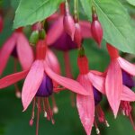P�pini�res naudet ? fuchsia 'bernisser hardy' ? arbuste caduc ? fleurs roses en clochette ? hauteur � ...