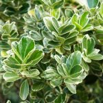 P�pini�res naudet ? fusain du japon 'president gauthier' ? arbuste persistant jusqu'� - 15�c ? hauteur ...