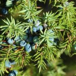 P�pini�res naudet - geni�vre (juniperus communis)