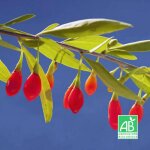 Pépinières naudet - baie de goji bio (lycium barbarum) Pépinières naudet - baie de goji bio (lycium barbarum)