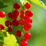 Groseillier � grappes 'london market' (ribes rubrum 'london market')