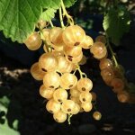 P�pini�res naudet - groseillier � grappes 'versaillaise blanche' (ribes rubrum 'versaillaise blanche') ...