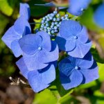 P�pini�res naudet ? hortensia macrophylle 'blaumeise' ? arbuste caduc 1 - 2m ? couleur de fleur bleue ...