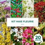 Ppinires naudet - haie fleurie - 20 arbustes