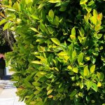 P�pini�res naudet ? laurier du portugal ? arbuste persistant ? fleurs blanches en grappes ? hauteur � ...