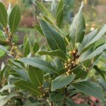 Pépinières naudet - laurier sauce (laurus nobilis) Pépinières naudet - laurier sauce (laurus nobilis)