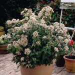 Pépinières naudet - laurier tin (viburnum 'tinus') Pépinières naudet - laurier tin (viburnum 'tinus')