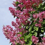 Lilas des indes 'red imperator' (lagerstroemia indica)
