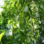 P�pini�res naudet ? micocoulier de provence ? arbre � feuillage dense ? hauteur � maturit� 15m ? r�sistant ...