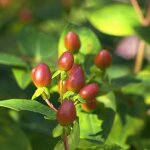 P�pini�res naudet - millepertuis magical � pumpkin 'kolmapuki' (hypericum x inodorum magical � pumpkin ...