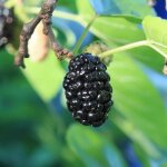 P�pini�res naudet - m�rier noir (morus nigra)