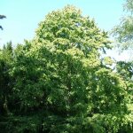 Ppinires naudet - noisetier de byzance (corylus colurna)