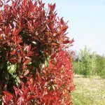 P�pini�res naudet - photinia de fraser 'red robin' (photinia x fraseri 'red robin')