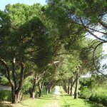 P�pini�res naudet ? pin parasol (pinus pinea) ? conif�re r�sistant aux sols secs ? tronc �lanc� et houppier ...