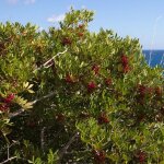 P�pini�res naudet ? pistachier lentisque ? arbre fruitier de 2m � 3m ? feuillage persistant vert rouge ...