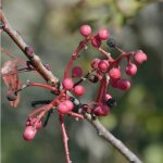 P�pini�res naudet ? pistachier t�r�binthe ? arbuste d�coratif 2 � 3 m ? exposition soleil ? feuillage ...