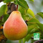 Poirier 'louise bonne' bio (pyrus communis 'louise bonne d�avranches')