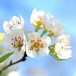 P�pini�res naudet - poirier sauvage (pyrus communis)