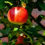 Pommier 'ch�taignier' (malus domestica 'ch�taignier')