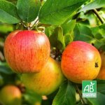 Pommier 'reine des reinettes' bio (malus domestica 'reine des reinettes')