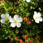 Ppinires naudet - potentille arbustive 'abbotswood' (potentilla fruticosa 'abbotswood')