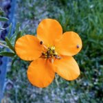 Ppinires naudet - potentille arbustive 'hopley's orange' (potentilla fruticosa 'hopley's orange')