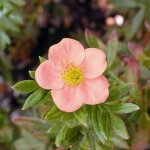 Ppinires naudet - potentille arbustive 'lovely pink'  (potentilla fruticosa 'lovely pink' )