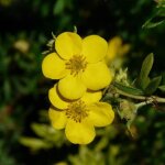 Potentille arbustive (potentilla fruticosa)