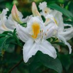 P�pini�res naudet ? rhododendron 'white melody' ? arbuste caduc 1 - 2m ? fleurs blanches printani�res ...