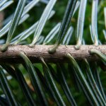 Ppinires naudet - sapin pectin (abies alba)