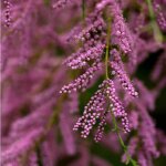 P�pini�res naudet - tamaris de printemps (tamarix tetrandra 'africana')