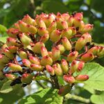 P�pini�res naudet - viorne cotonneuse (viburnum lantana)