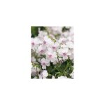 Phlox subulata coral eye plante vivace - 3 godets - bulbes