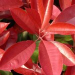 Photinia carr rouge / pot de 5l