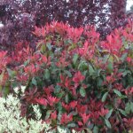 Photinia red robin / pot de 15l