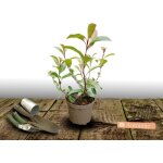 Photinia red robin / pot de 3l